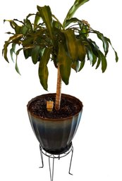 Dracaena Deremensis Plant With Pot And Standee - 17'