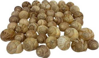 Collection Of Snail Shells