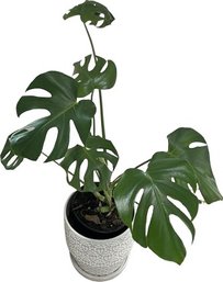 House Plant With White Pot.