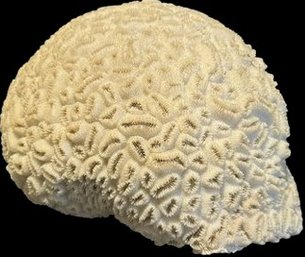 Large Coral With Shape Similar To A Circle