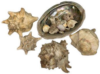 A Huge Clam, 4 Sea Shells With Assorted Small Shells - 7' Biggest