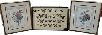 Butterfly Taxidermy Framed, Floral Art