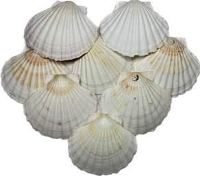 Large Scallop Sea Shells