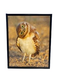 Curious Burrowing Owl Chick Signed By Photographer Fi Rust (Printed On Canvas 17x21x2)