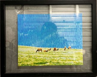 Framed Wildlife Photography (Photographer Unknown)-15x12