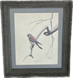 'American Kestrel' Frame House Gallery Reproduction, Signed By Artist Guy Coheleach 29' X 24.5'