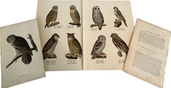Three Owl Prints With Sales Info.
