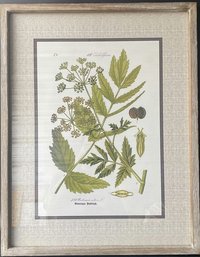 Framed Latin Identifying Plant Print (21.5x27.5)