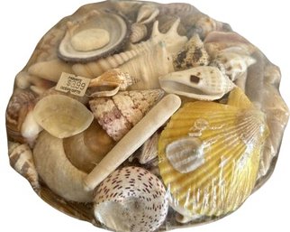 Basket Of Shells, Sealed In Plastic Diameter 8'
