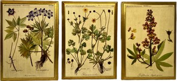 Botanical Series Wall Art 9.5Wx13.5H