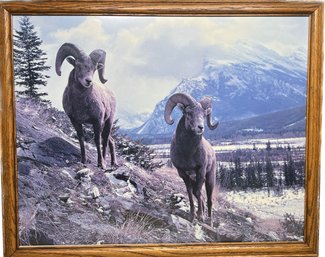 Framed Big Horn Photo 22x18