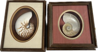 Two Framed Sea Shells In Shadow Box