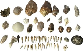 Assorted Shells