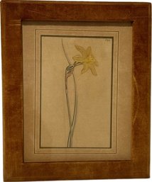 Flower From Curtiss Botanical Magazine Engraved And Hand Colored Over 130 Years Ago - 12'H