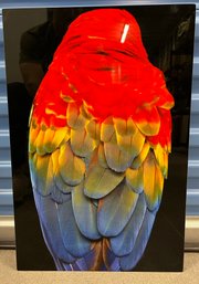 Metal Parrot Photograph - 16x.5x25