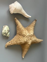 Starfish, Conch Shell And Snail Shell