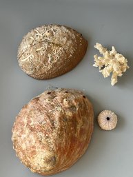 Abalone, Coral , Urchin Shells