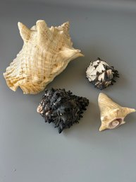 Black Shankh, Conch Shell, Spiny Black Murex,