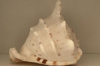 Large King Helmet Sea Shell (6x7)