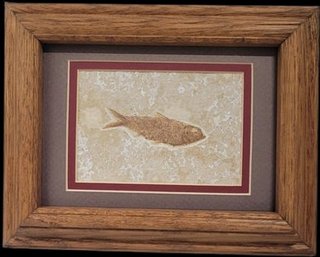 Framed Knightia Fossil From Green River Formation Wyoming. - 9'