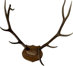 Mounted Elk Antlers