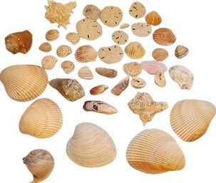 Collection Of Seashells & Sand Dollars, Largest Is 4in Long