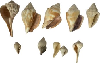 Assorted Shells Pt2