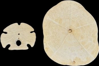 Large And Small White Sand Dollars