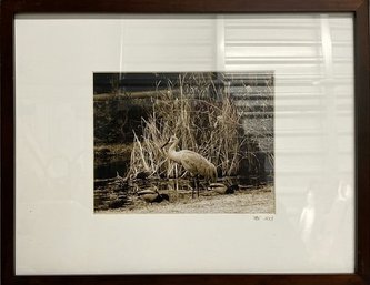 Framed Wildlife Photography Signed By Photographer SBV, 2013-19x15