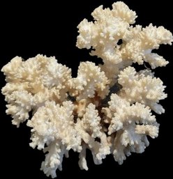 Large White Branchy Coral - 7.5' Length