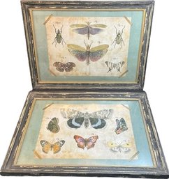 Pair Of Framed Butterly Prints. 15x11