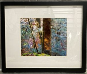 Framed Forrest Photography Signed By Photographer SBV 2015-17x14