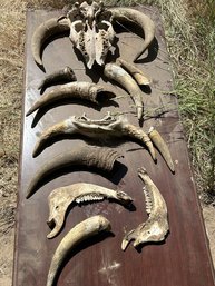 Collection Of Horns & Jawbones/teeth