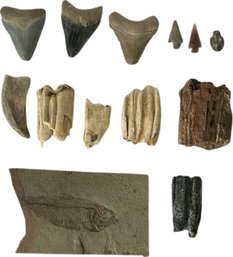 Assorted Fossils, Arrowheads, 3 Horse Teeth, Shark Teeth, And A Trilobite