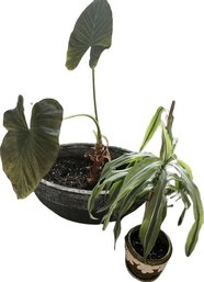 Two House Plants With Pots,