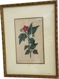 Framed Flower Print (11x14)