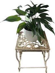 Small House Plant & Metal Plant Stand.