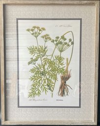 Framed Latin Identifying Plant Print (21.5x27.5)