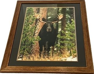 Large Framed Moose Print: 30x40