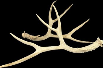Deer Antlers - 20' Length