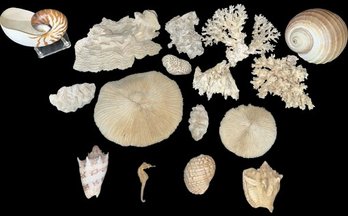 Shell & Coral Lot, Including Seahorse, Nautilus Shell & More!