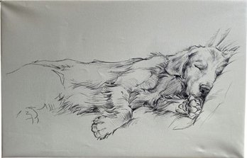 Sleeping Golden Retriever Sketch, Print  On Canvas (40x26)