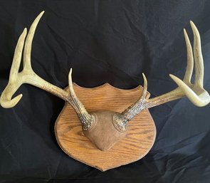 Mounted Buck Antlers.