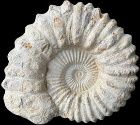 Fossil With Stand - 7' Height