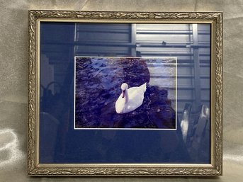 Framed Swan Photography, Artist Unknown-13x11