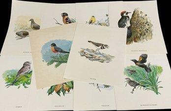 Wildlife Portrait Series No.3 (Song Birds)-10 Reproductions Of Paintings By Bob Hines (11x14)