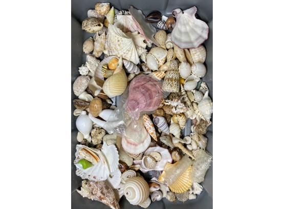 Large Collection Of Various Seashells, Lots Of Different Types And Sizes