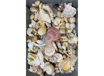 Large Collection Of Various Seashells, Lots Of Different Types And Sizes