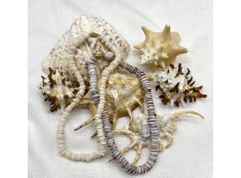 Fantastic Collection Of Unique Seashells And Two Beautiful Necklaces