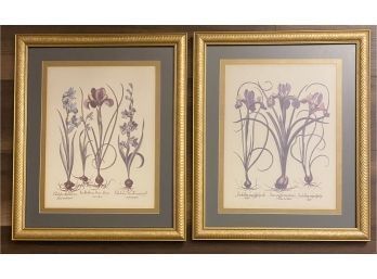 Pair Of Art Prints Of Flowers And Roots In Nice Gold Color Frames